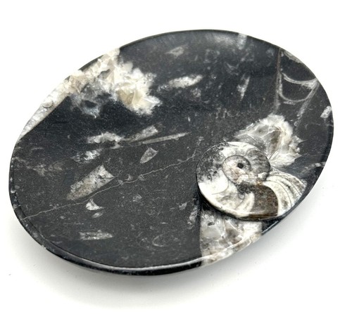 Fm1188 orthoceras seifenschale - fm1188,