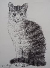 Tuschezeichnung tabby katze - tabby,