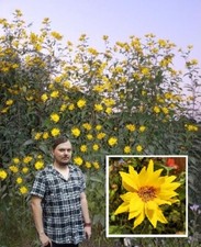 5 Zwiebeln Riesen-Sonnenblumen