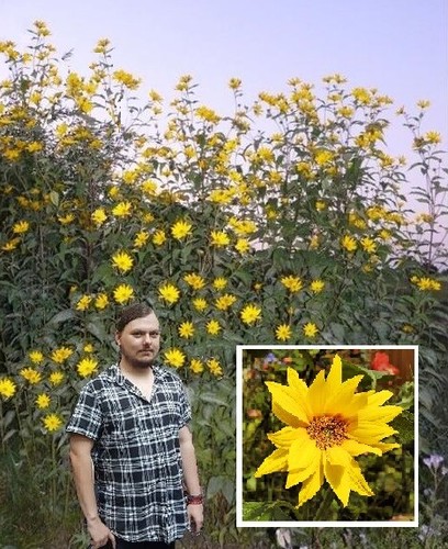 Zwiebeln riesen sonnenblumen - 5,