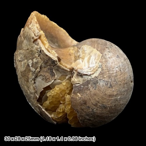 Eutrephoceras dekayi nautiloid - dekayi,