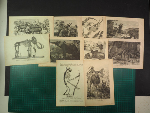 Zoologie 10 originale - 10,