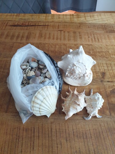 Große muschel sammlung - muschel-sammlung, –