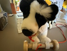 Teddy  hermann/Jack Russel