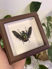 Taxidermie vierfleck - taxidermie,