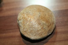 Versteinerte Muschel 6,5 x 6 cm - Gewicht 124 g