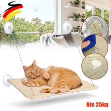 Katzen Fensterliege Fenster