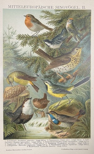 Originalgrafik fauna - originalgrafik,