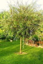 Lavendel-Weide auf Stamm 130-140 cm im Container