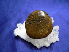 Stromatolith,Scheibenstein,fre