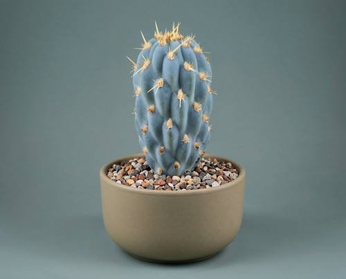 Opuntia miquelii feigenkaktus - opuntia,