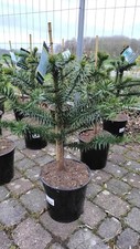 Araucaria araucana 90cm - araucaria, 70–90cm