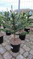 Araucaria araucana 70–90cm Chilenische Andentanne Schmucktanne Araukarie Baum