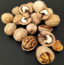 Walnüsse mit Schale von 5-100 kg, Getrocknet, Nicht sortiert, Ernte'25 aus Polen