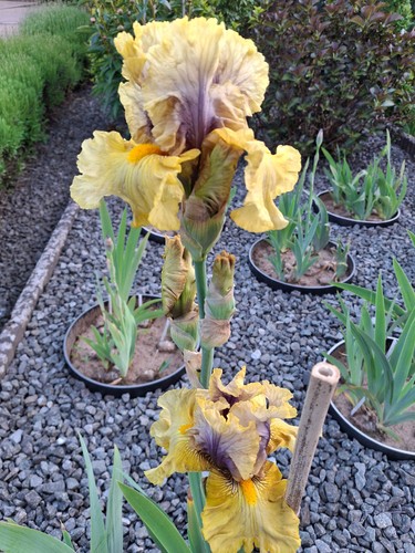 Schwertlilie iris secret - iris,