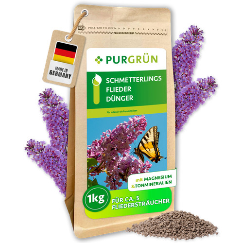Purgrün schmetterlingsflieder - purgrün,