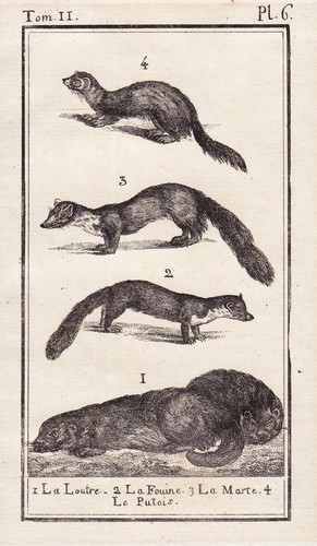 Otter wiesel weasel polecat - wiesel,