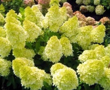 Hortensie MAGICAL CANDLE