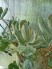 Crassula ovata Variegata we