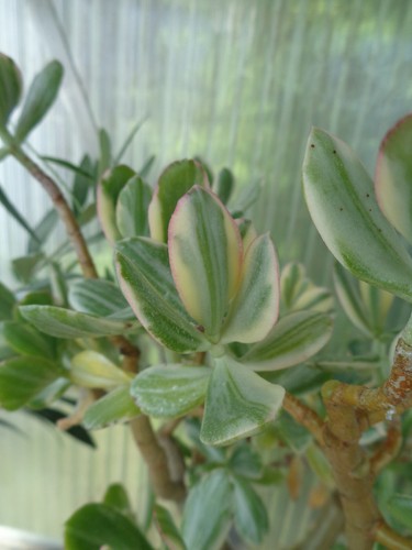Crassula ovata variegata - crassula, we