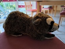 Steiff Waschbär Pummy Nr. 071515 m.Knopf,Fahne und Schild nicht bespielt TOP!!