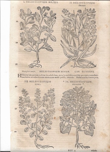 Text woodcuts matthiolus - 5,