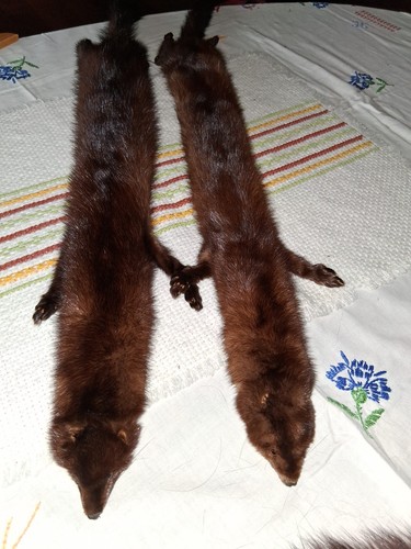 Pelzkragen stola schal 2x - stola,,