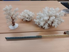 3 echte weiße Steinkorallen Koralle