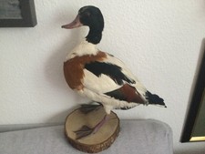 Ausgestopfte Ente (Erpel)  auf Holzplinte