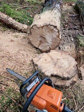 2 StückBaumscheibe von einem uralten Eichenstamm, wunderschönes Dekorationsstück