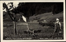 Ak Hinter Naßwald in Niederösterreich, Rehfamilie, Gasthof... - 10107713