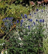 Kugeldistel Blue Globe -