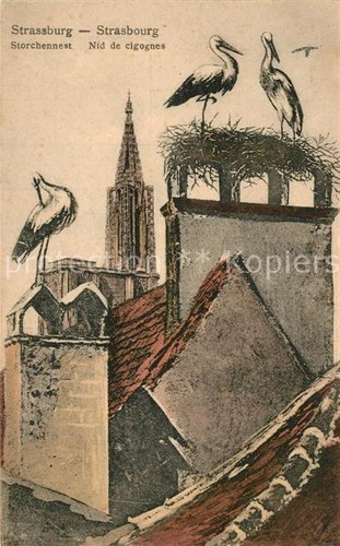 Strasbourg alsace storchennest - strasbourg,