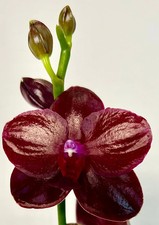 Phalaenopsis orchid phal - ,