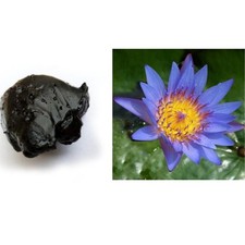 Blauer Lotus - Lotusblume -
