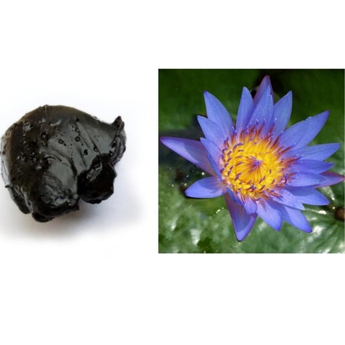 Blauer lotus lotusblume - -,