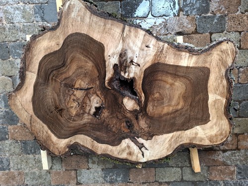 Nussbaum baumscheibe ast - nussbaum,