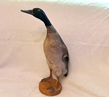 Tierpräparat vogel große - tierpräparat,