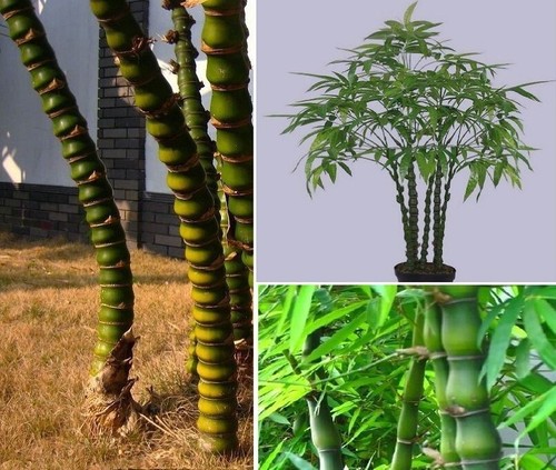 Buddha bambus exotische - buddha,