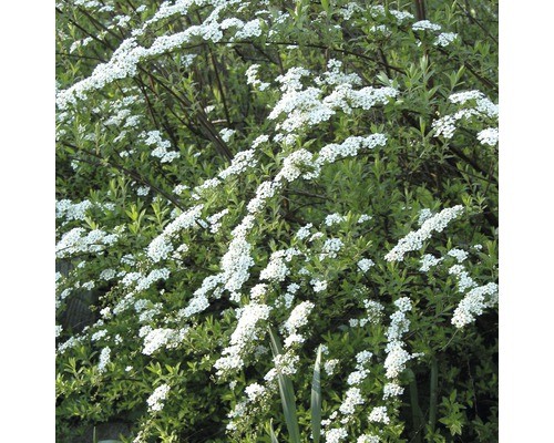 Weiße rispenspiere - weiße,