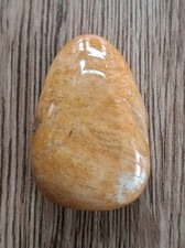 Fossile versteinerte koralle - versteinerte,