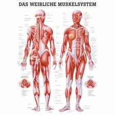 Weibliches muskelsystem - weibliches,