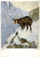Künstler Ak Buddenberg, Gamsbock - 4370091