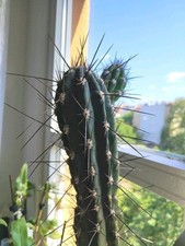 Großer Kaktus im Übertopf Schwarz Seramis 