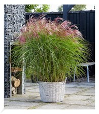 Miscanthus "Red Cloud®", 1 Pflanze Chinaschilf Ziergras winterhart