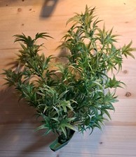 Aquarium Pflanzen Deko,Gebraucht,  Zustand Gut