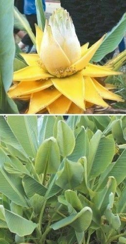 Winterharte lotus banane - x,