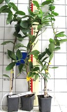 Mespilus germanica "Mispel von Metz",  essbare Mispel, Veredlung