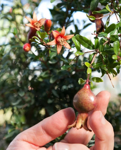 Samen zier granatapfel gesunde - samen,