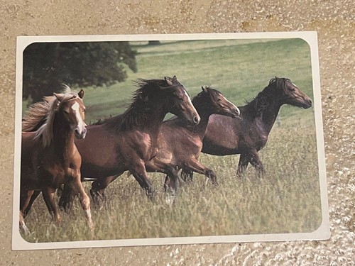 Pferdepostkarte pferde - pferdepostkarte,,